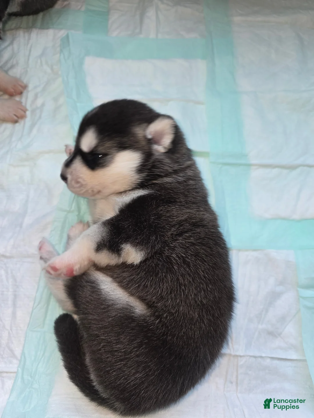 Siberian Husky dogs for sale: Siberian Husky Puppy 1 - Ad 1