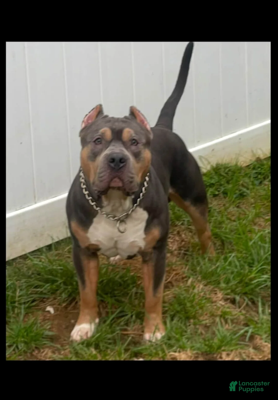 American Bully dogs for sale: Cliffette - Ad 5