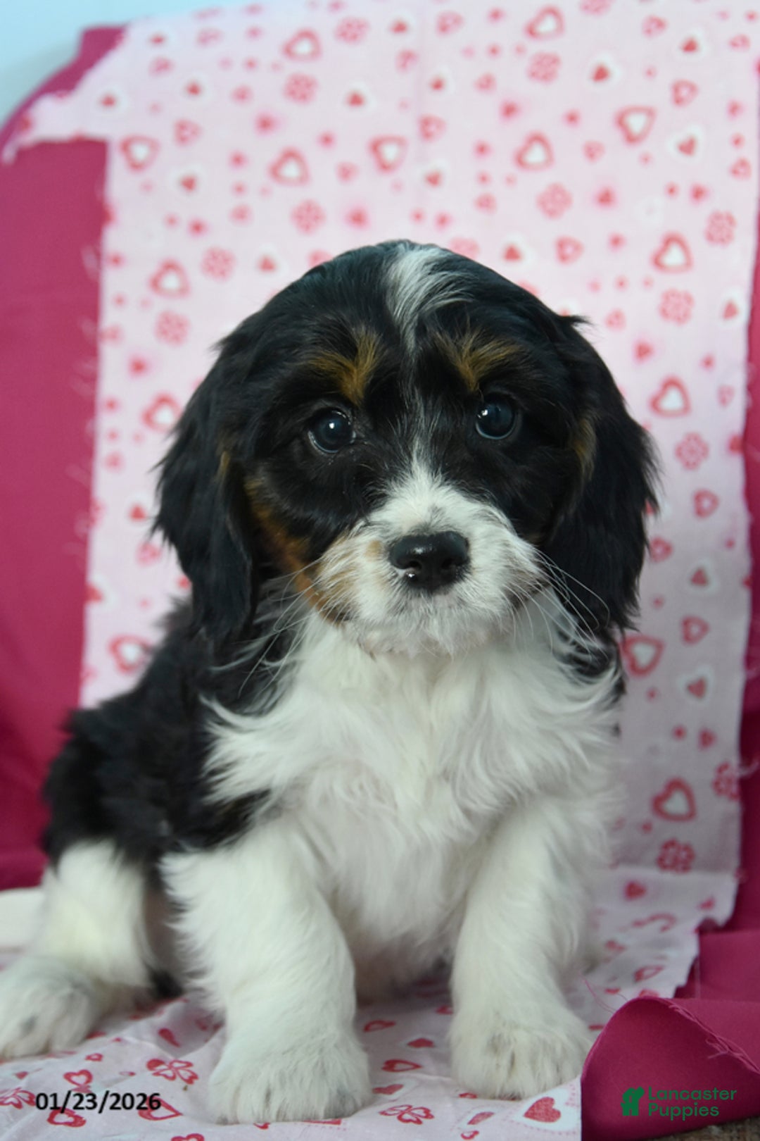 Cavapoo dogs for sale: Ryan - Ad 1