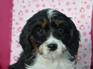 Cavapoo dogs Ryan - Ad 17