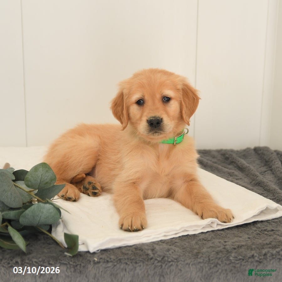 Golden Retriever dogs Max - Ad 2