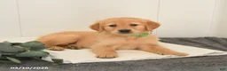 Golden Retriever dogs for sale: Max - Ad 2
