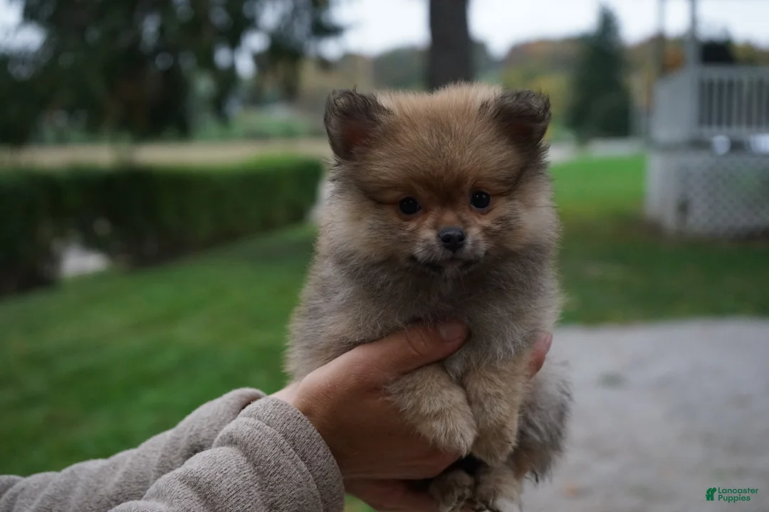 Pomeranian dogs for sale: Jimmy - Ad 1