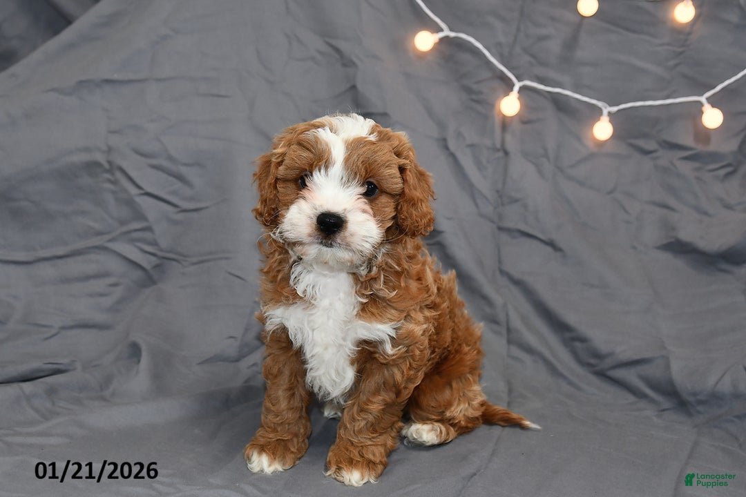 Cavapoo dogs for sale: Mason - Ad 2