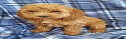 Cockapoo dogs for sale: Hazel - Ad 1