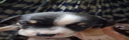 Chihuahua dogs for sale: Daisy - Ad 2