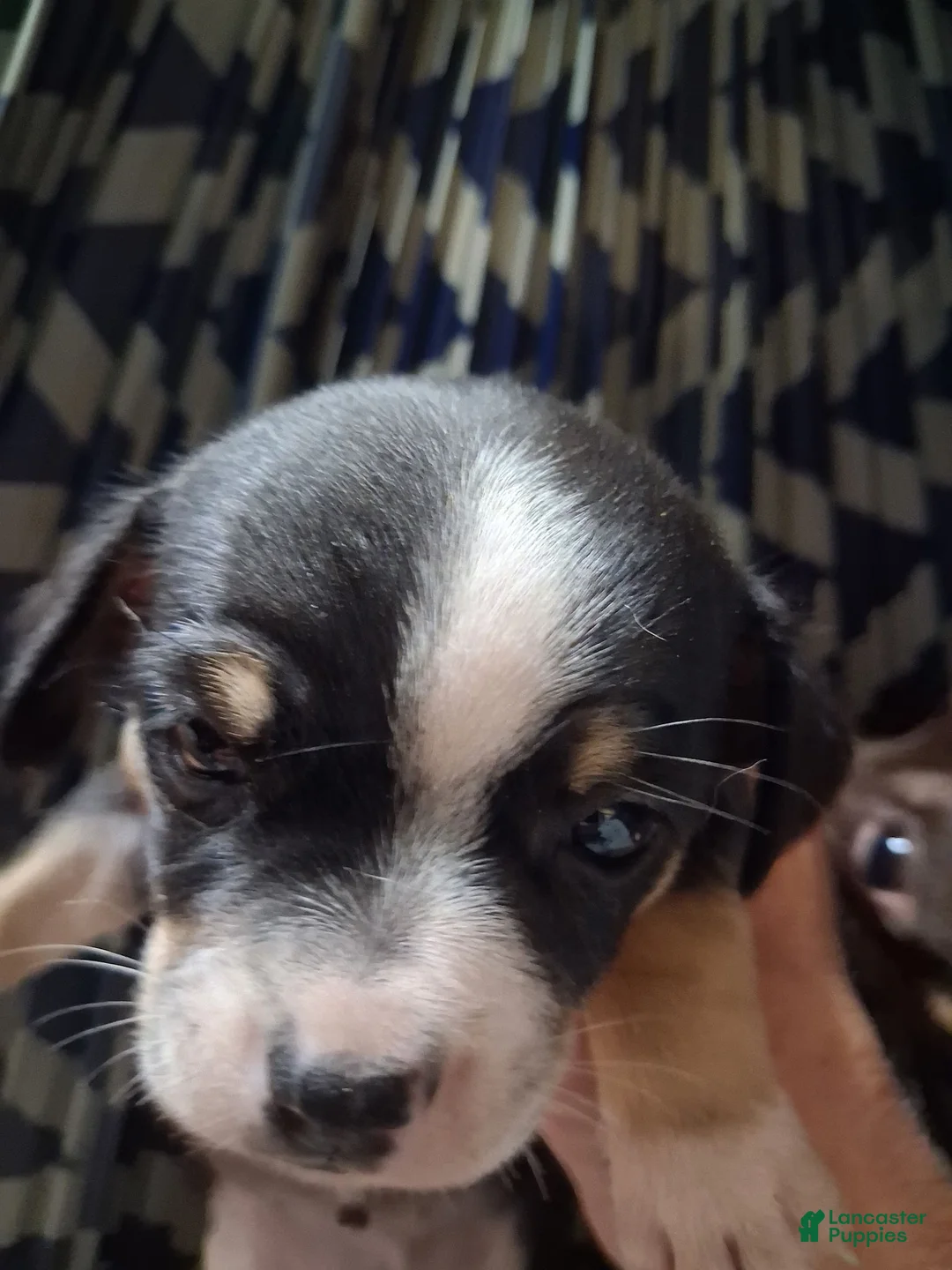 Chihuahua dogs for sale: Daisy - Ad 2