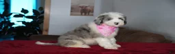 Sheepadoodle dogs for sale: Skye - Ad 3