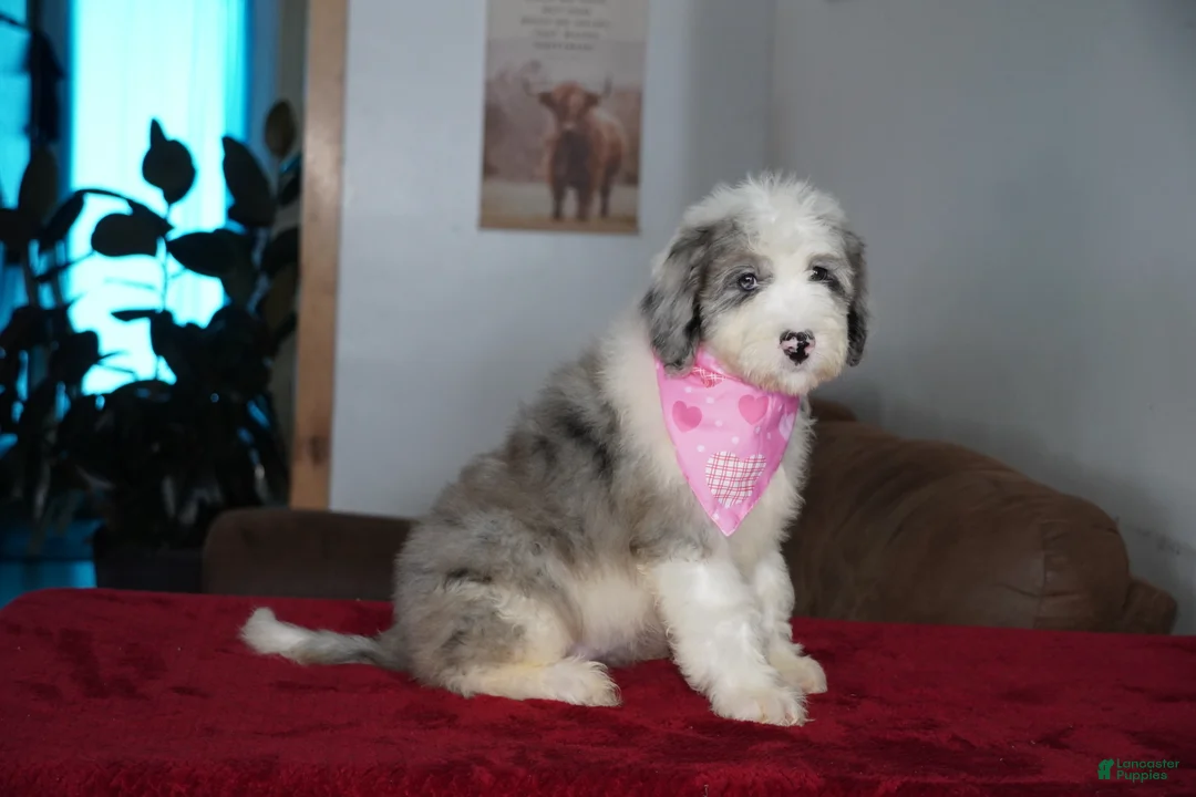 Sheepadoodle dogs for sale: Skye - Ad 3