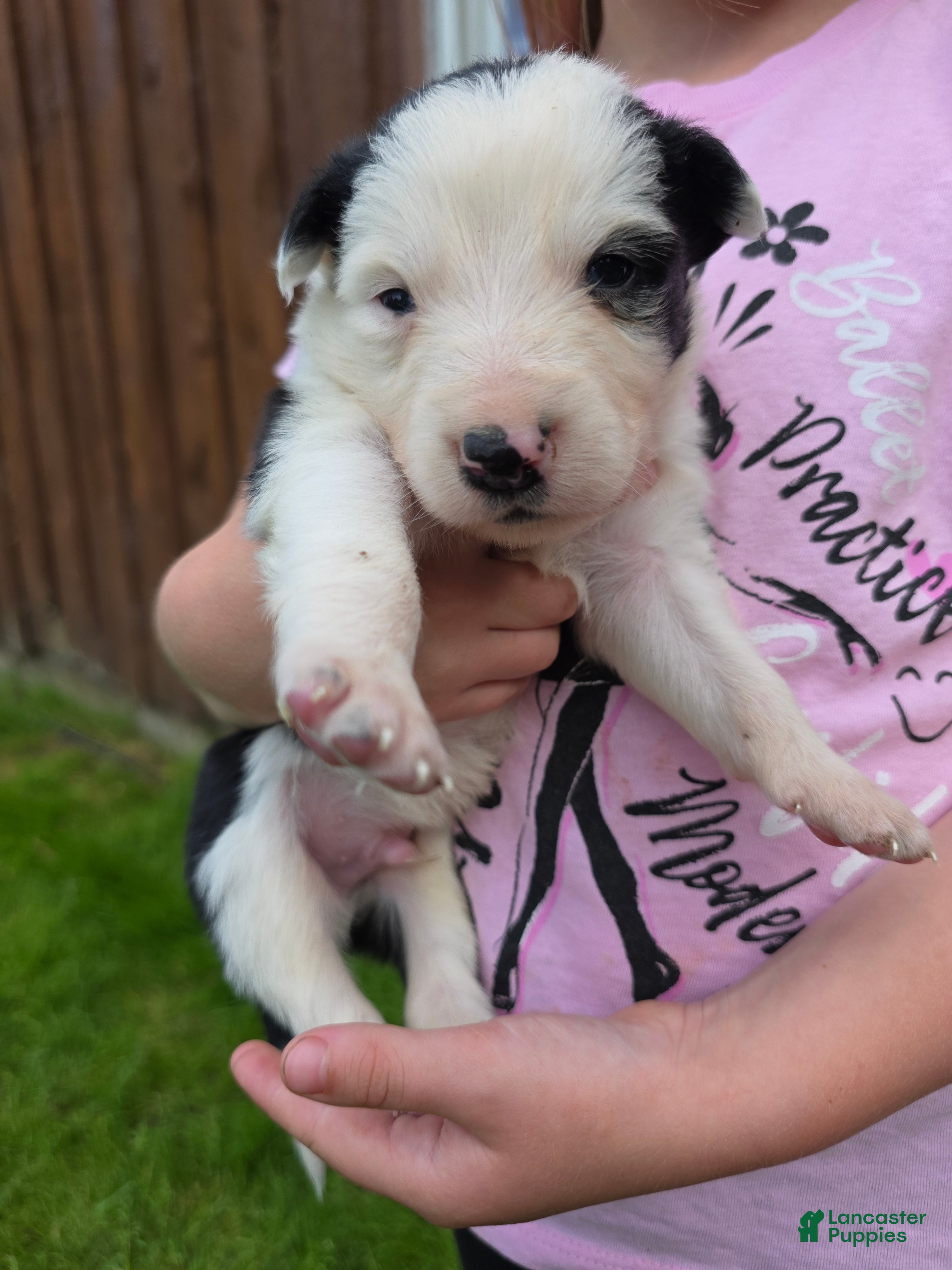 Border Collie dogs Gordy - Ad 20