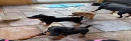 Miniature Pinscher dogs for sale: Miniature Pinscher 2 - Ad 3