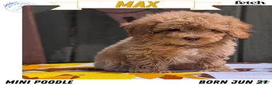 Max