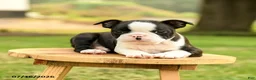 Boston Terrier dogs for sale: Brendan - Ad 3