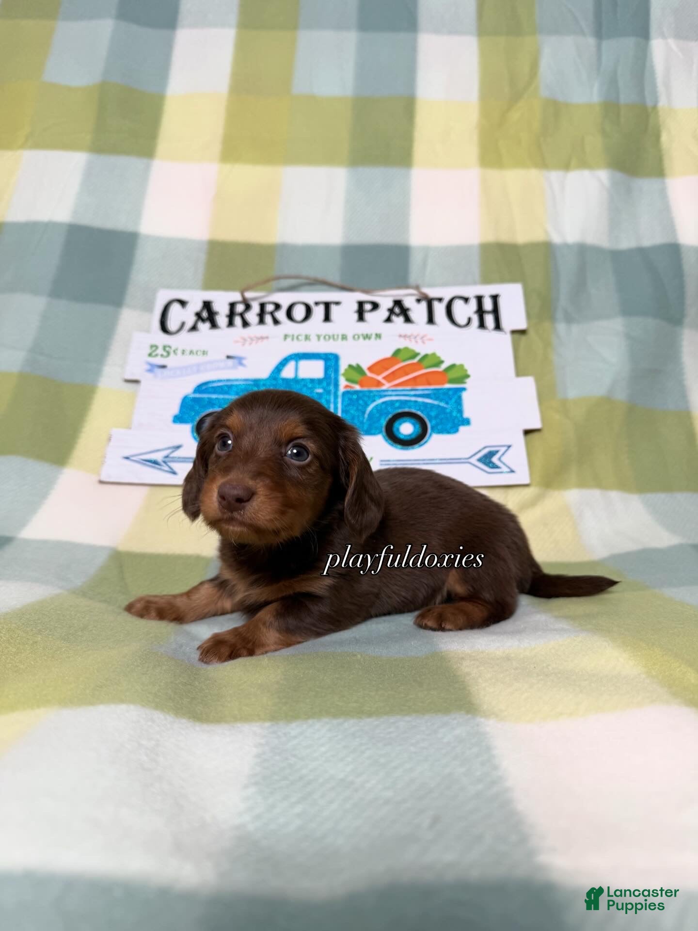 Dachshund dogs AKC Chocolate & Tan Long Haired Dachshund Male ALL Clear - Ad 2