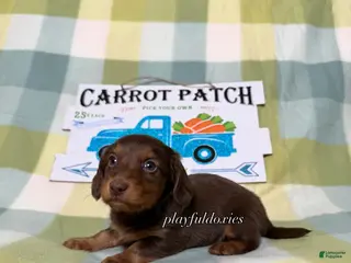 Dachshund dogs AKC Chocolate & Tan Long Haired Dachshund Male ALL Clear - Ad 5
