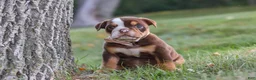 Beabull dogs for sale: Rosie - Ad 3