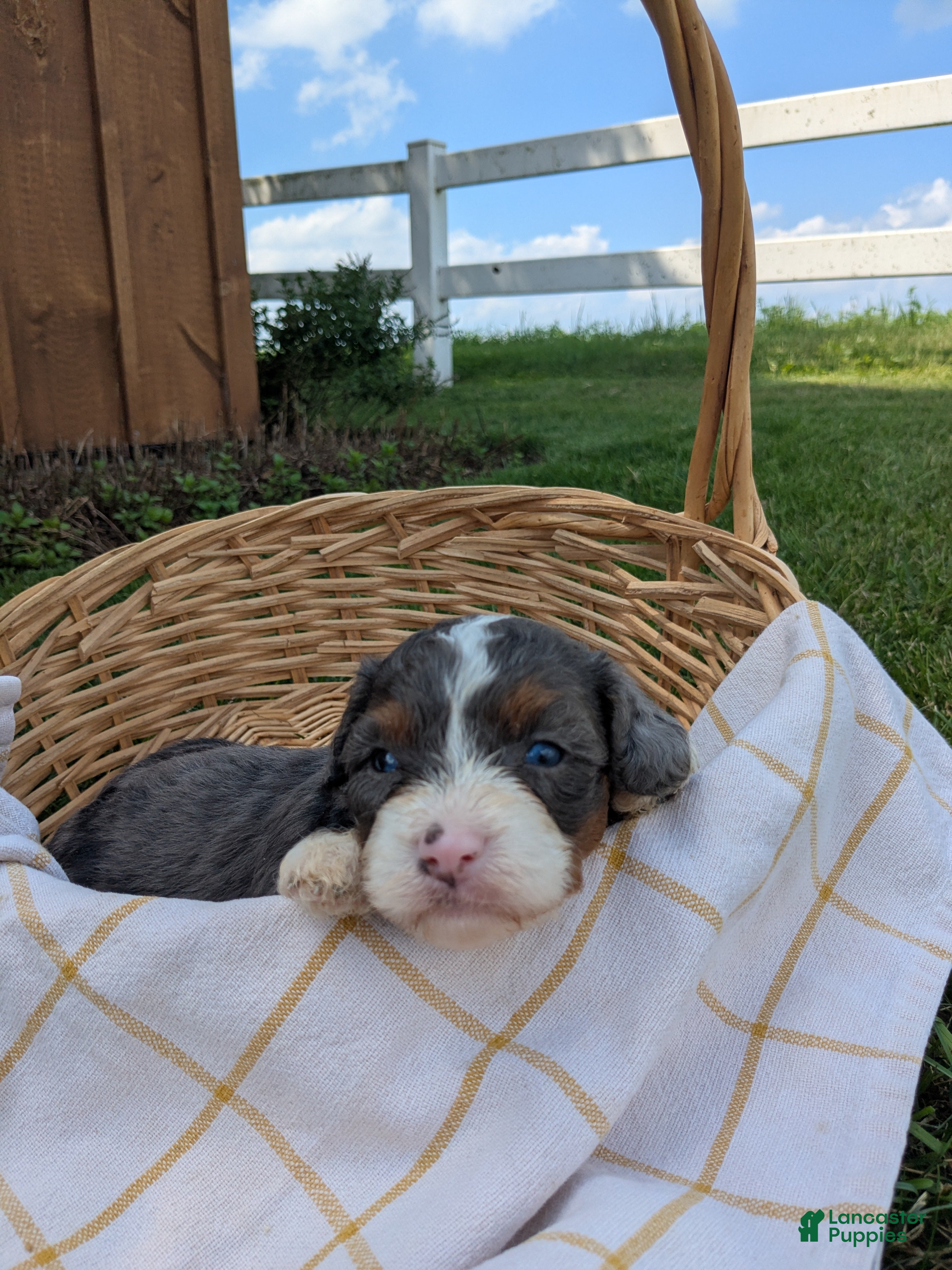 Bernedoodle dogs Bella  - Ad 2