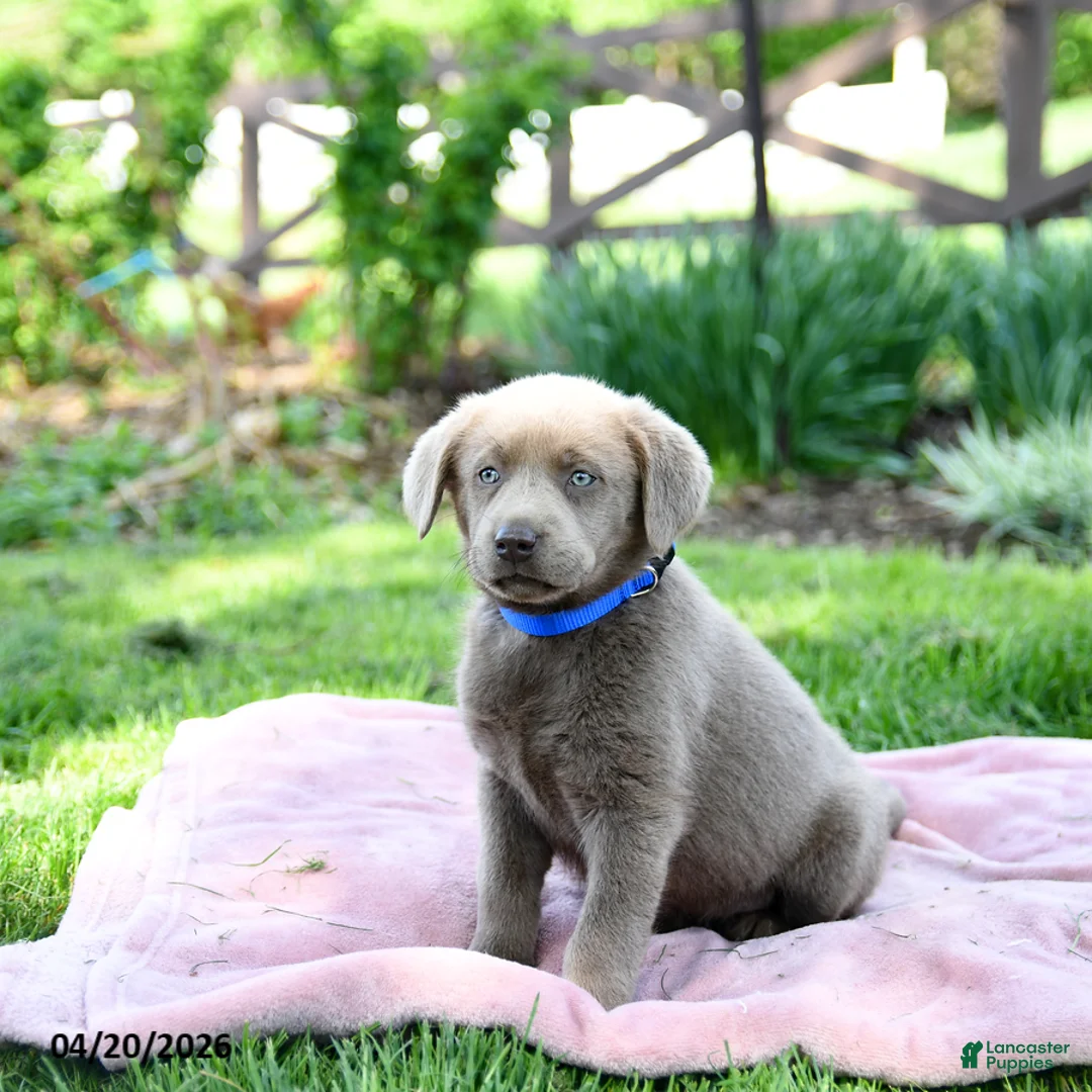 Labrador Retriever dogs for sale: Eden - Ad 2