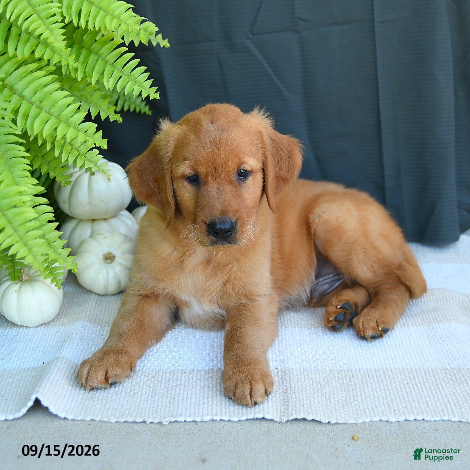 Golden Retriever dogs William - Ad 2