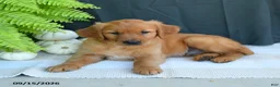 Golden Retriever dogs for sale: William - Ad 2
