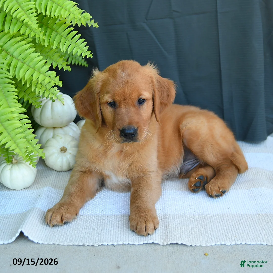 Golden Retriever dogs for sale: William - Ad 2