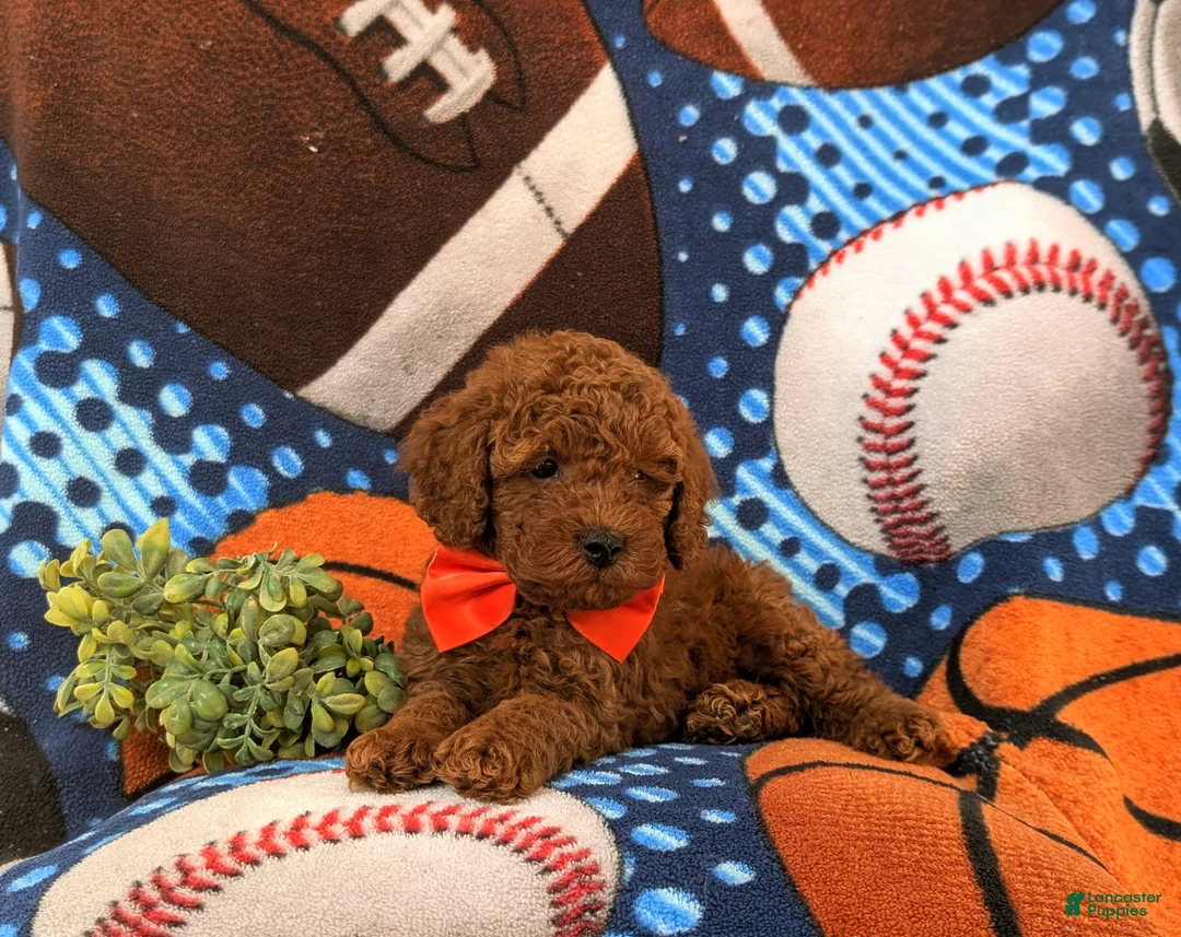 Miniature Poodle dogs for sale: Dallas 10 lbs Full Grown - Ad 5