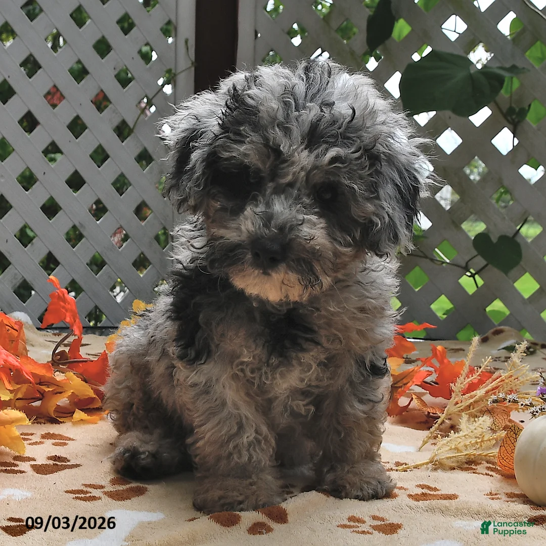 Miniature Poodle dogs for sale: Candy  - Ad 2