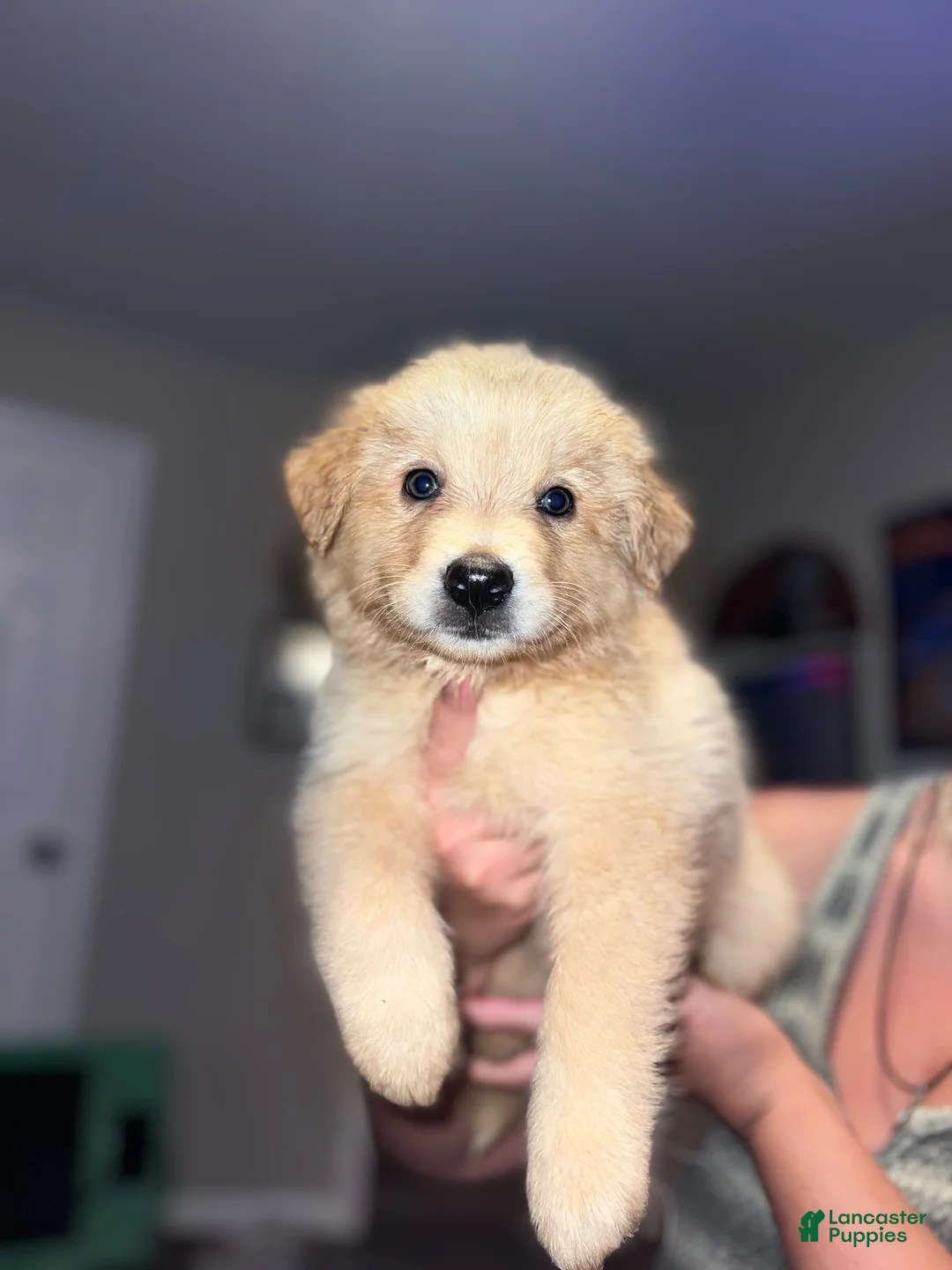 Mixed Breed dogs for sale: Mixed Breed 1 - Ad 1