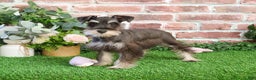 Miniature Schnauzer dogs for sale: Esperanza  - Ad 13