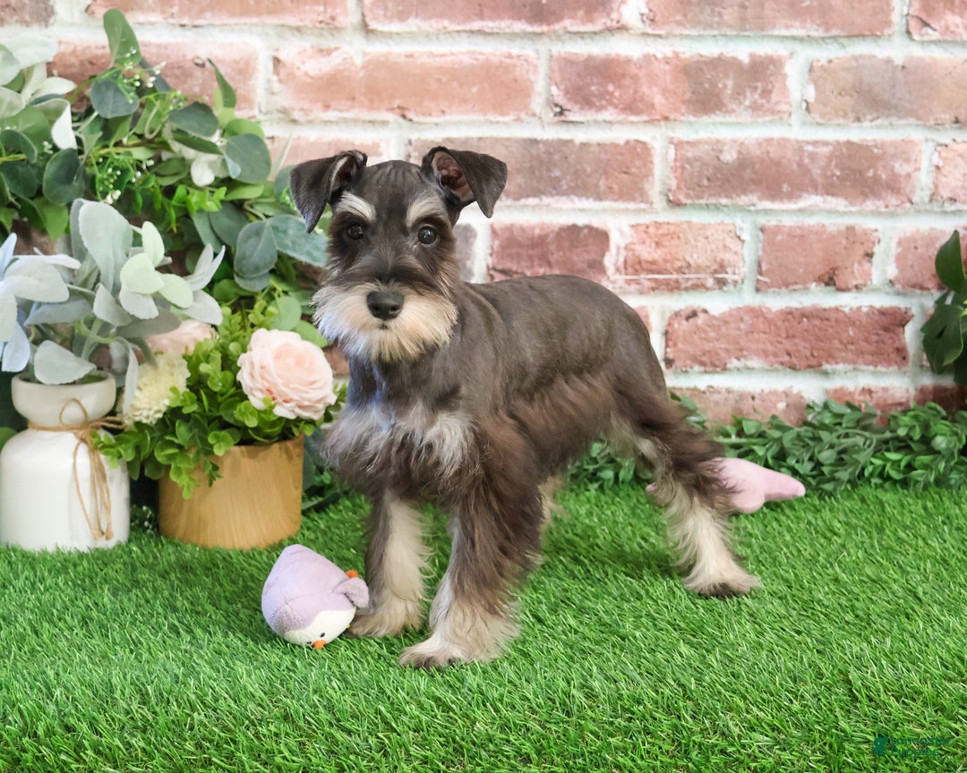 Miniature Schnauzer dogs for sale: Esperanza  - Ad 13