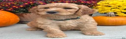 Irish Doodle dogs for sale: Cody - Ad 4