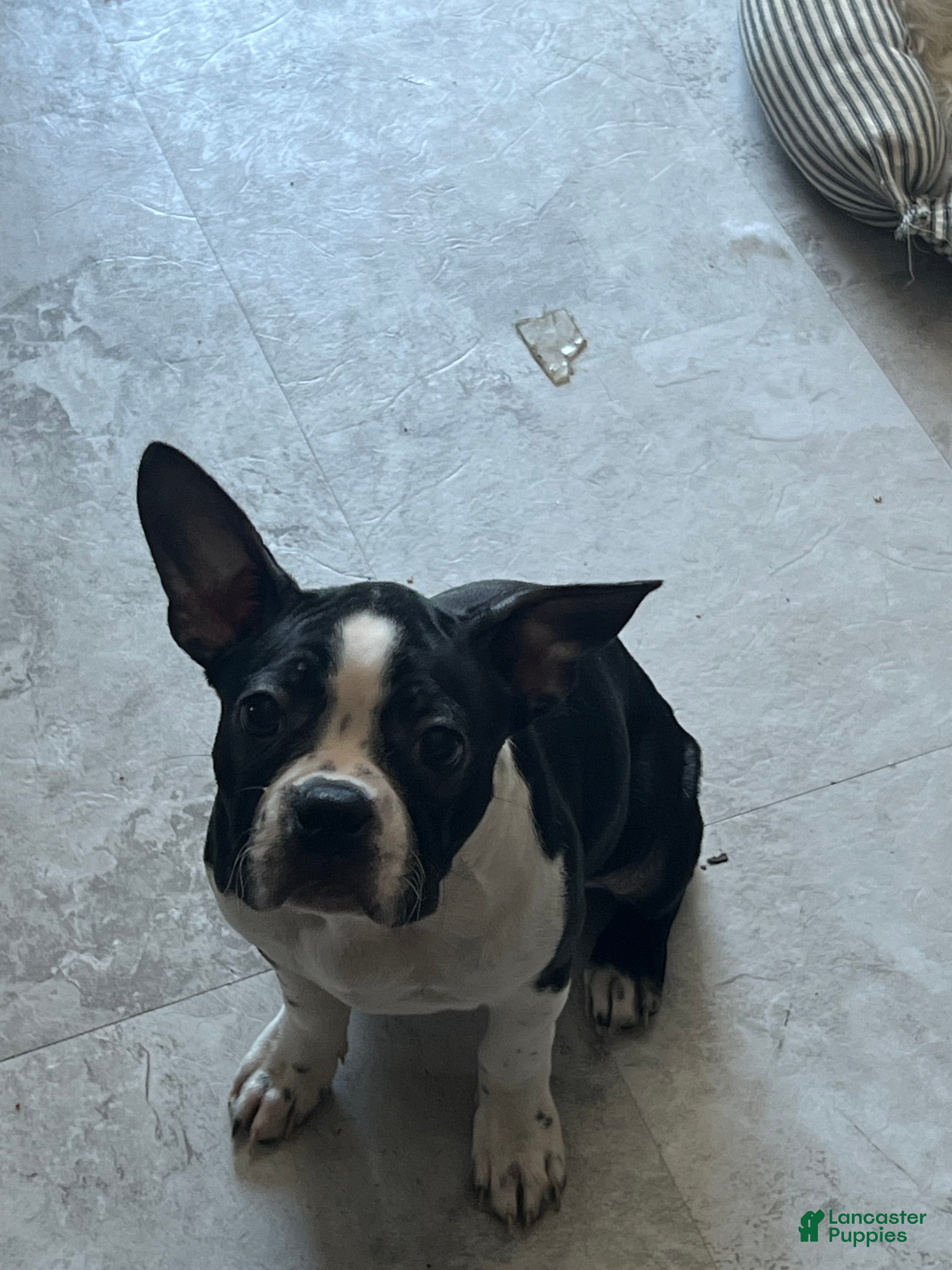 Boston Terrier dogs Yoda may - Ad 38