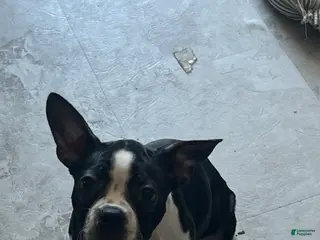 Boston Terrier dogs Yoda may - Ad 42