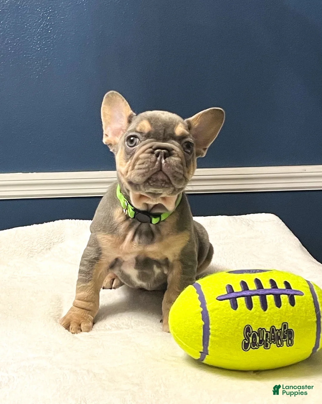 French Bulldog dogs for sale: Dunkin - Ad 3