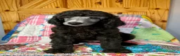 Standard Poodle dogs for sale: Armani - Ad 3