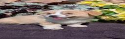 Welsh Corgi Pembroke dogs for sale: Nemo - Ad 5
