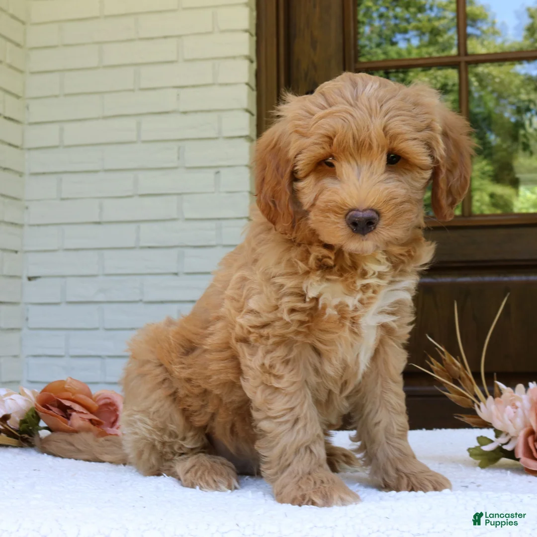Mini Goldendoodle dogs for sale: Teddy  - Ad 4