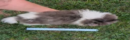 Pomeranian dogs for sale: Razzle - Ad 7