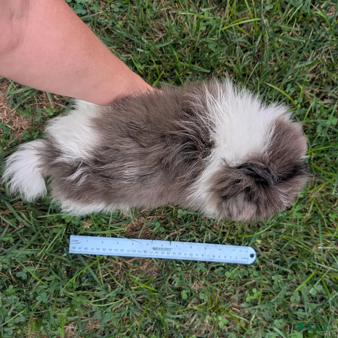 Pomeranian dogs for sale: Razzle - Ad 7