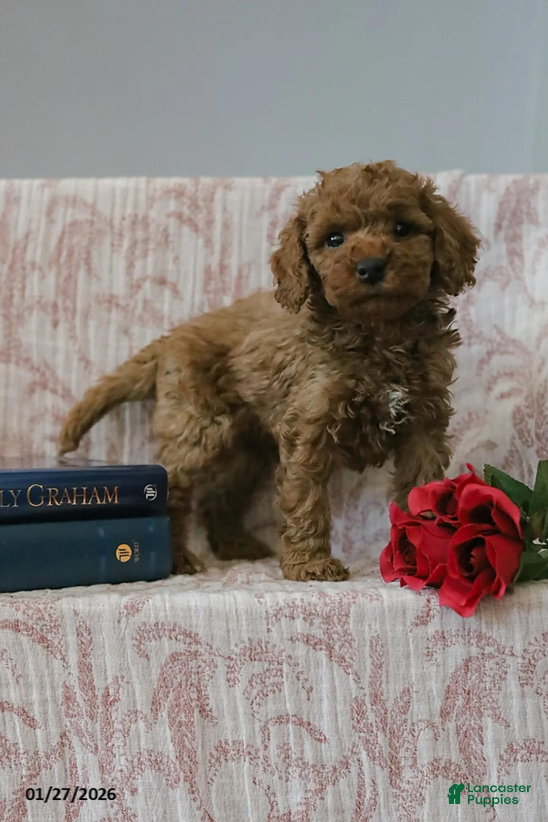 Cockapoo dogs for sale: Jason - Ad 7