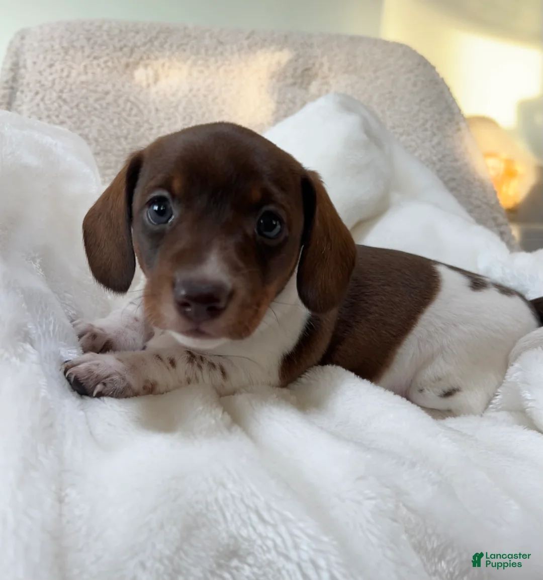 Miniature Dachshund dogs for sale: Doxy - Ad 4