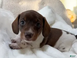 Miniature Dachshund dogs Doxy - Ad 23