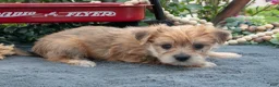 Morkie dogs for sale: Chester - Ad 3