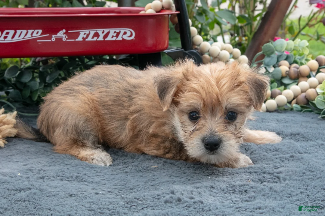 Morkie dogs for sale: Chester - Ad 3
