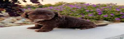 Havapoo dogs for sale: Timmy - Ad 5