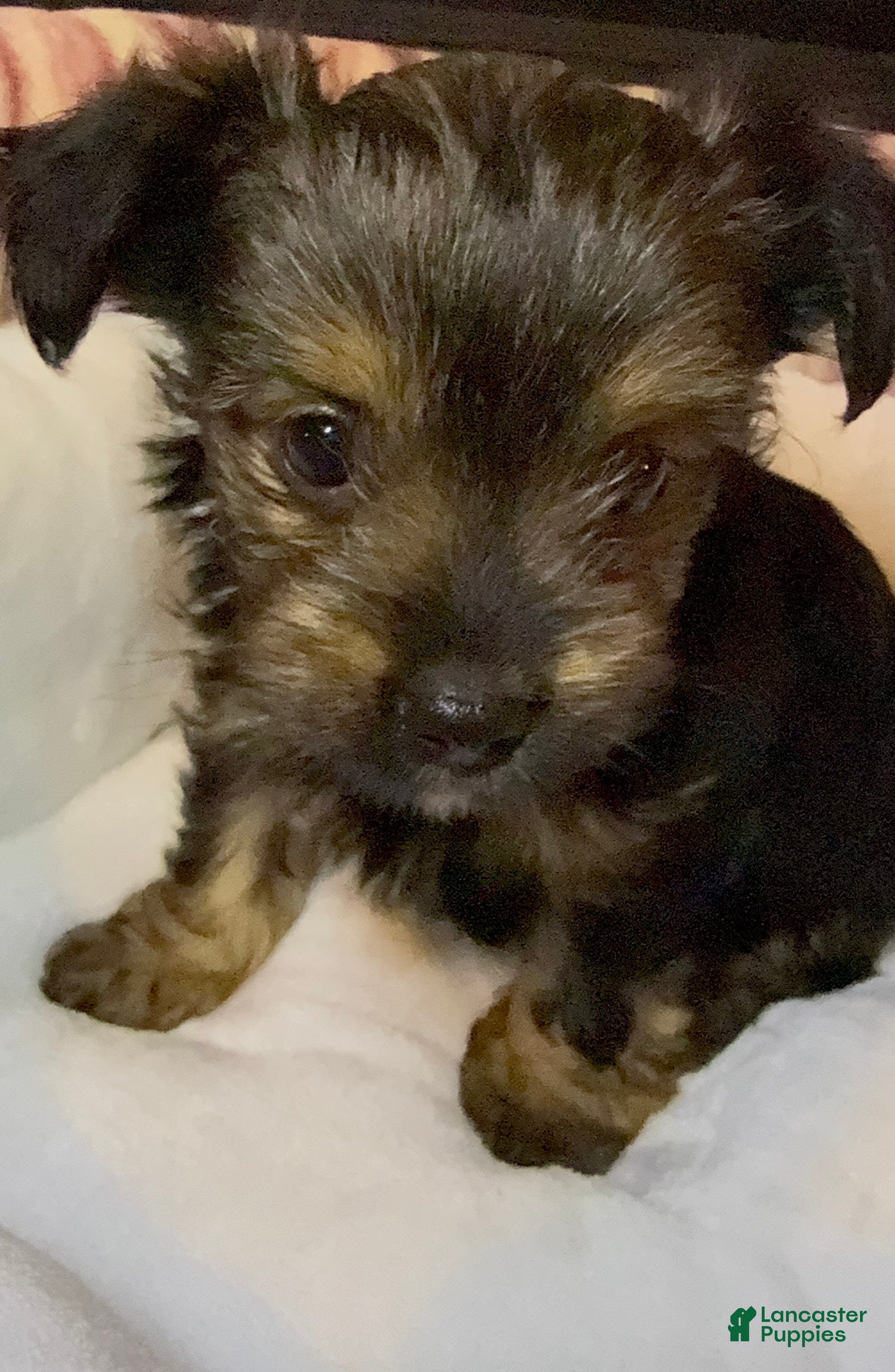 Yorkshire Terrier dogs Eclipse  - Ad 2
