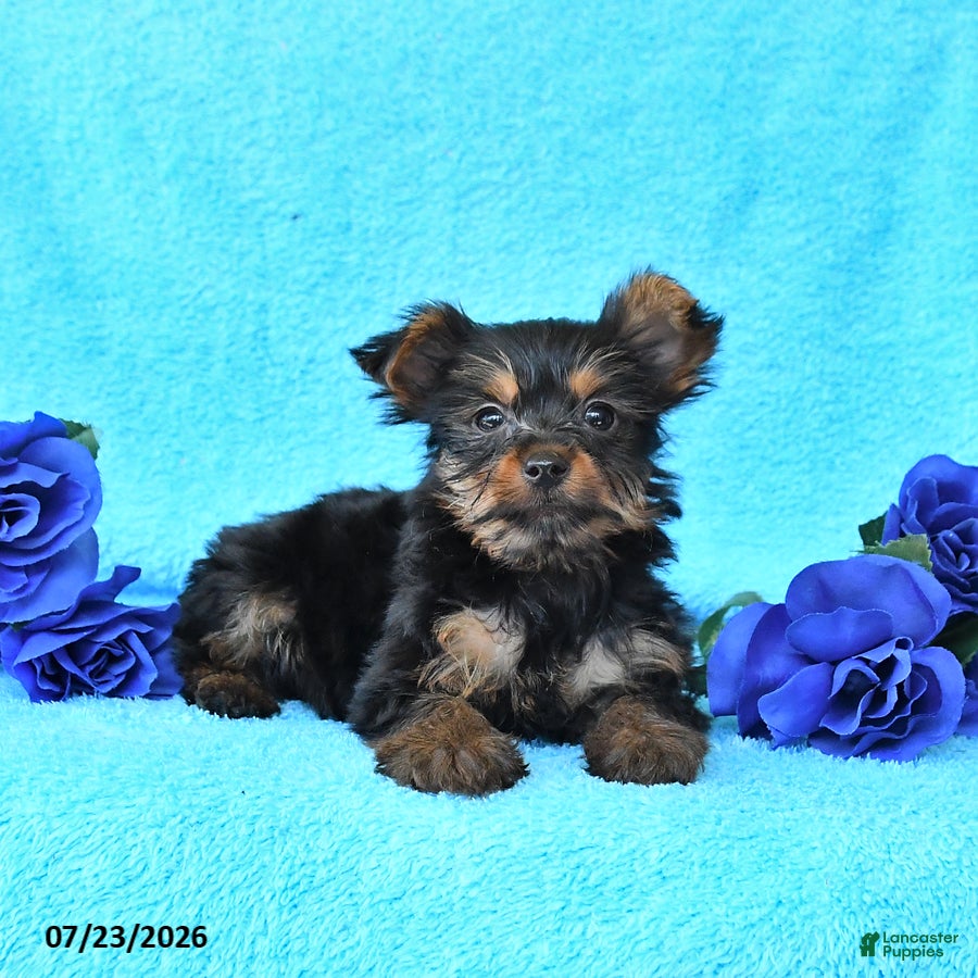 Yorkshire Terrier dogs Junior - Ad 2