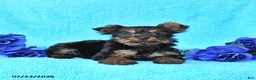 Yorkshire Terrier dogs for sale: Junior - Ad 2