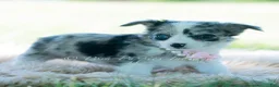 Chihuahua dogs for sale: Night sky - Ad 6