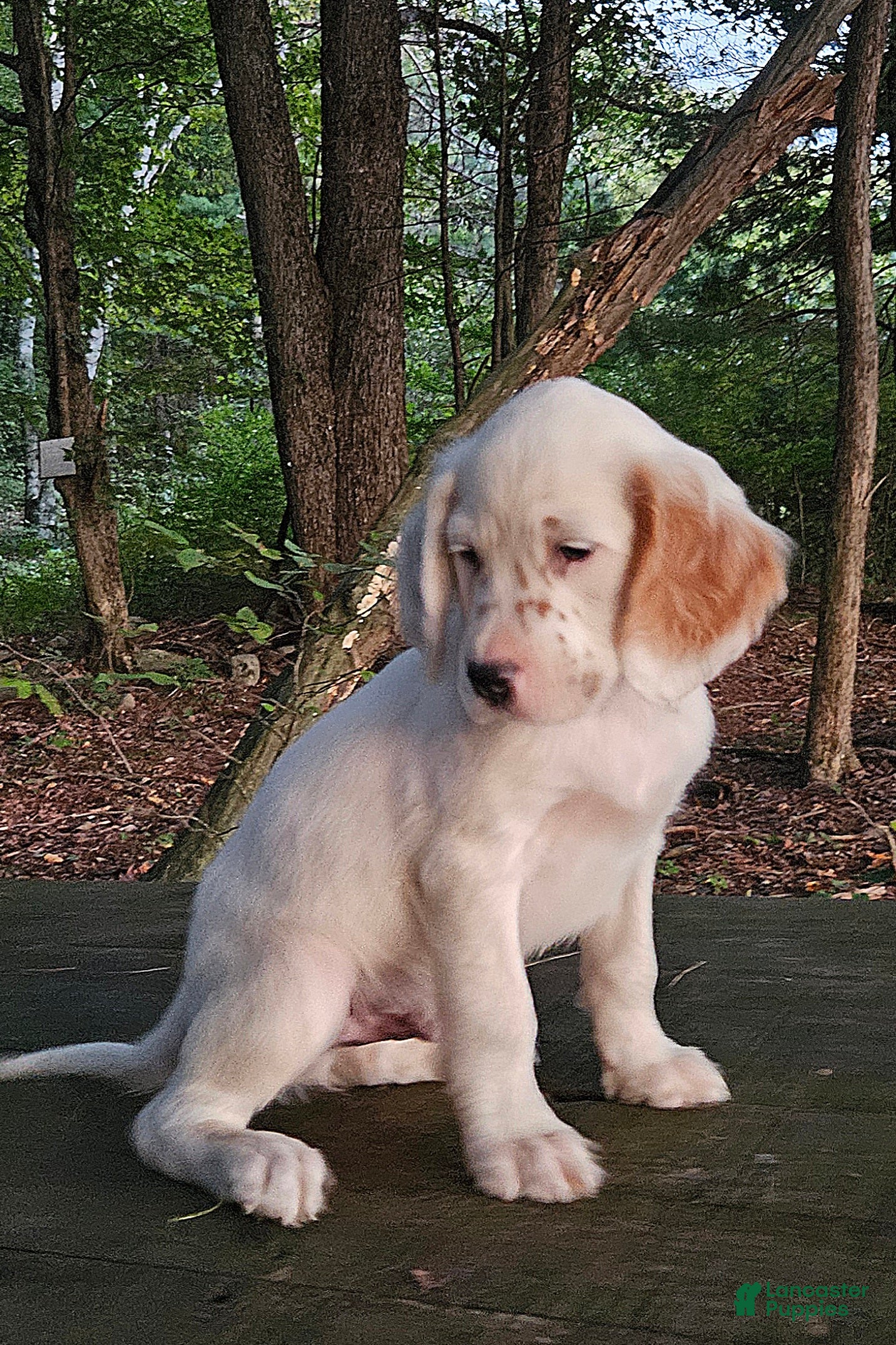 English Setter dogs Oscar - Ad 3